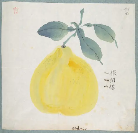 watercolour of a fruit
